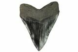Massive, Fossil Megalodon Tooth - South Carolina #125532-2